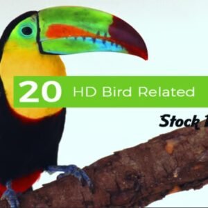 20 HD Bird Related Stock Photos