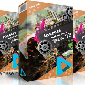 Insects 1080 HD Stock Videos V2