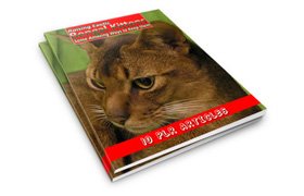 Raising Exotic Bengal Kittens PLR Articles